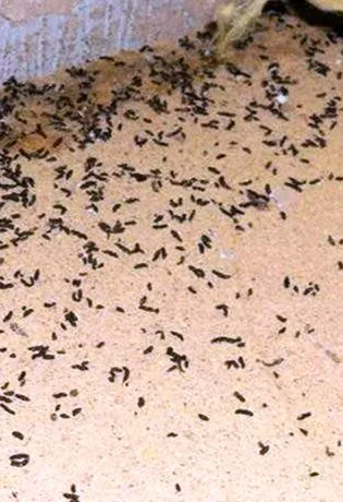 Residential pest inspection and treatment in Cleveland, OH